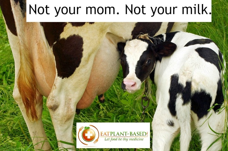 baby cows milk