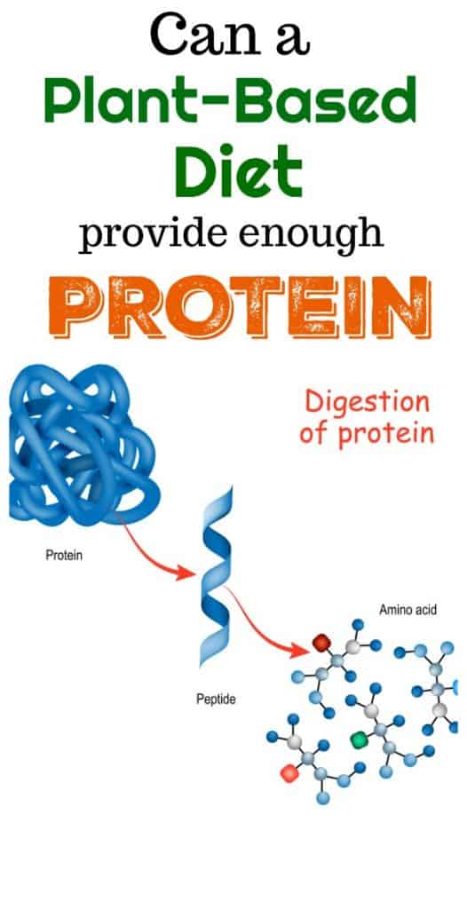 protein and plant based diet pinterest DNA photo