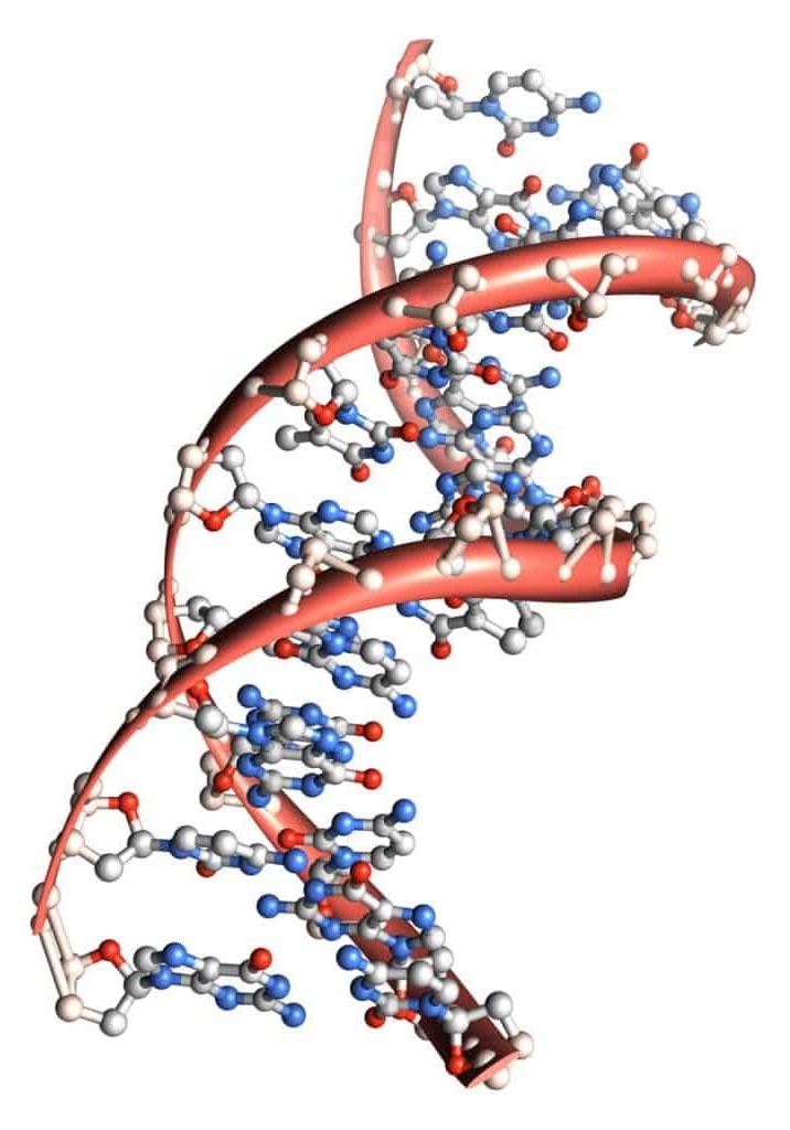 color photo of DNA for protein