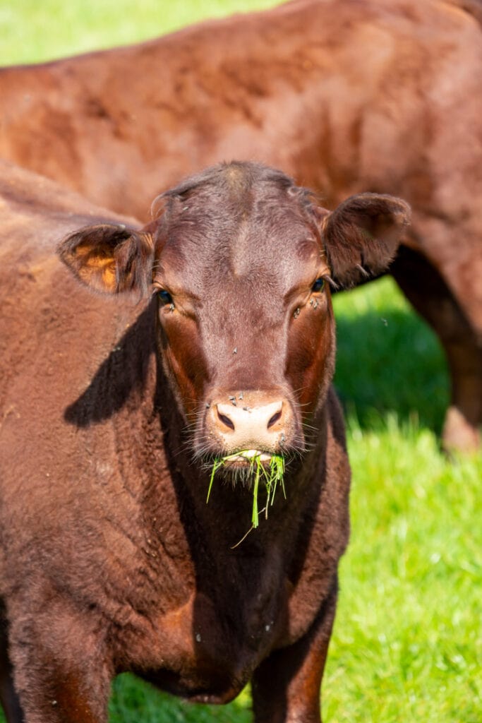 A brown cow looking at the camera whilst chewing grass