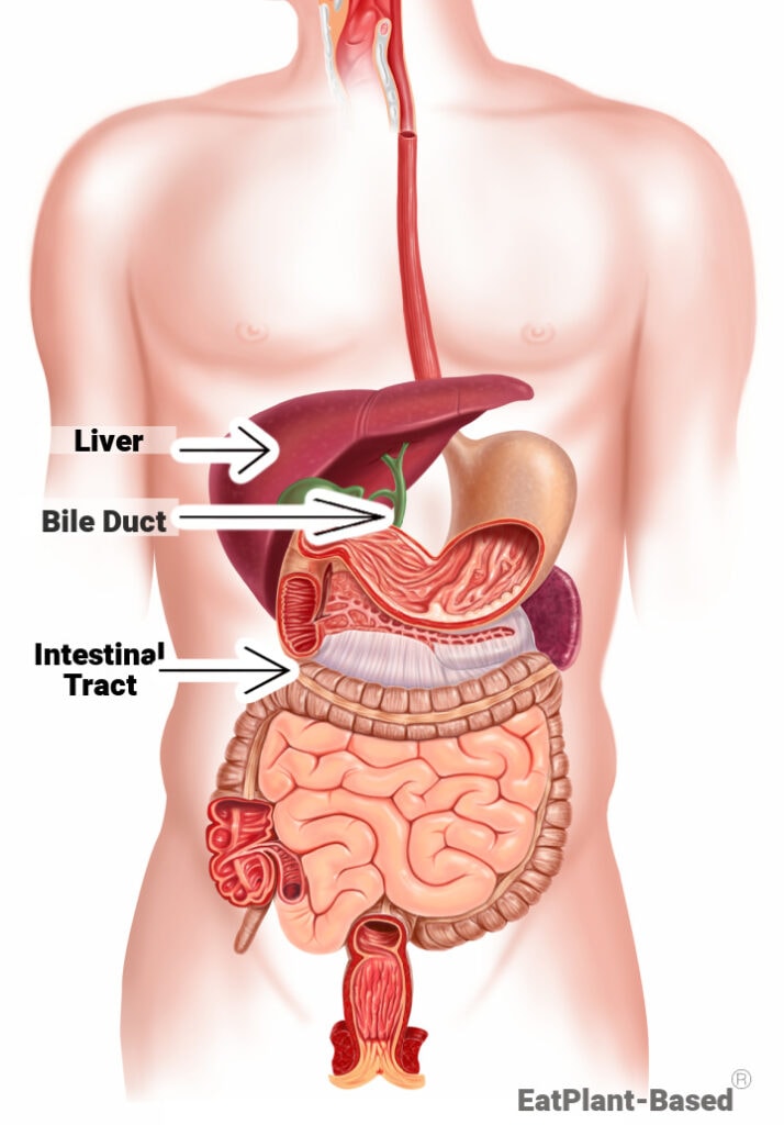 anatomy photo showing liver, bile duct, and intestinal tract