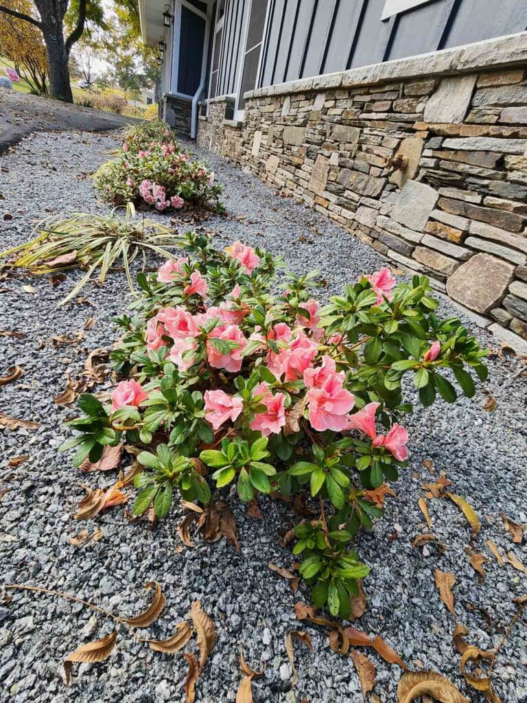 pink azaeleas blooming in flower garden.