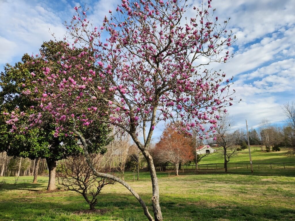 blooming pink saucer magnolia tree in a yard.