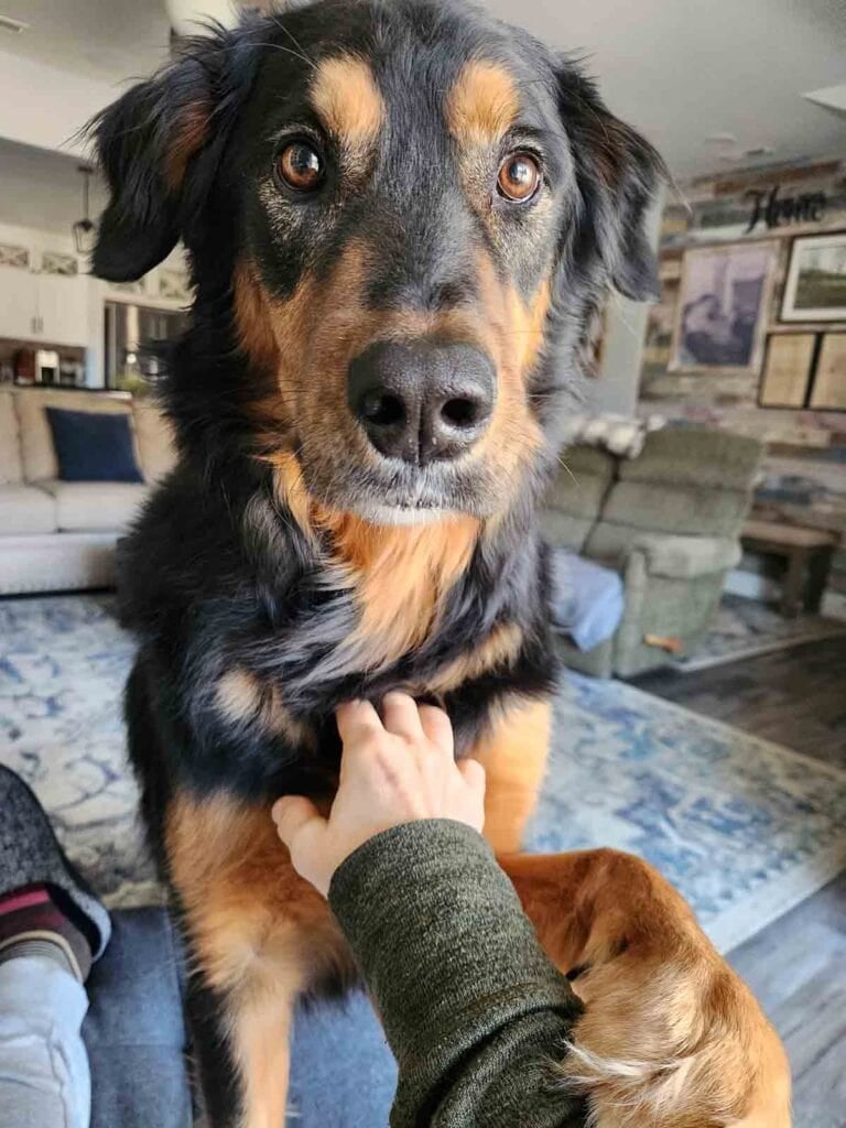 gunner, the dog, getting pets.