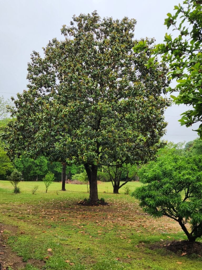 magnolia tree in yard.