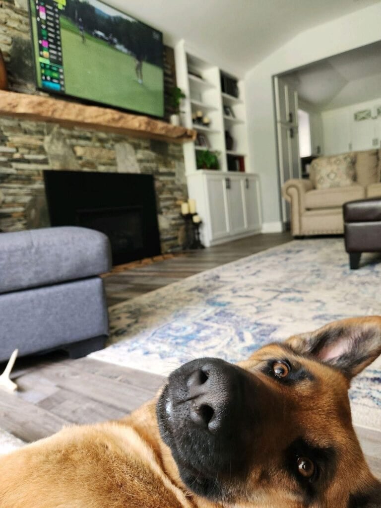 german shepherd on living room floor staring at owner.