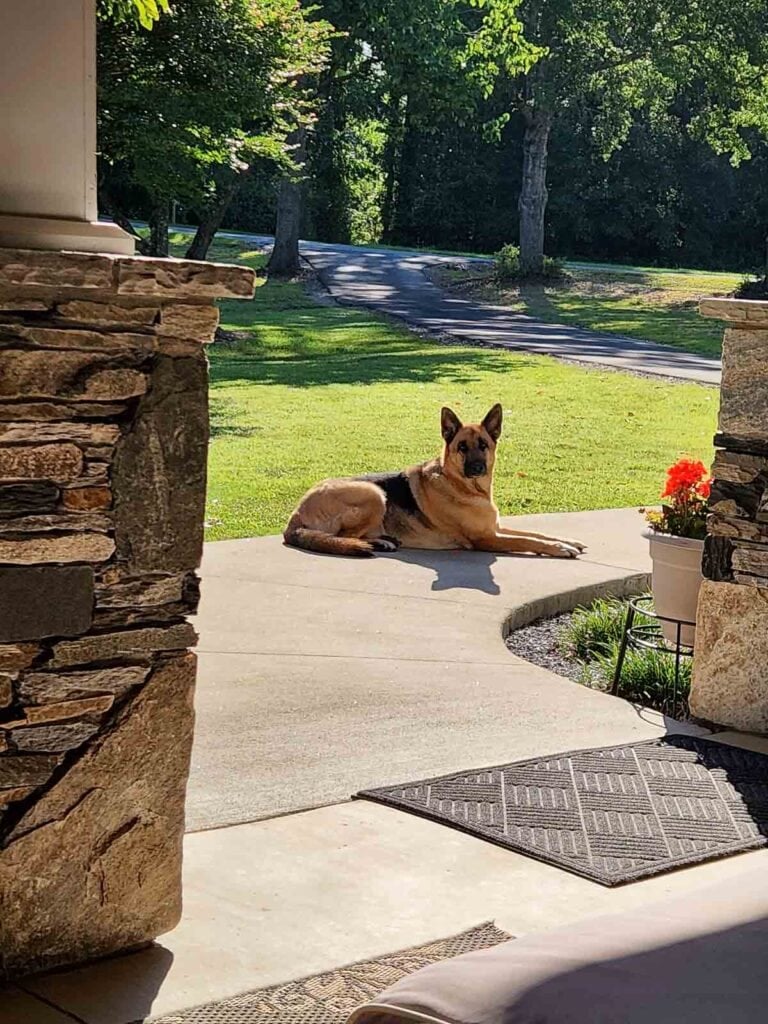 german shepherd on porch.