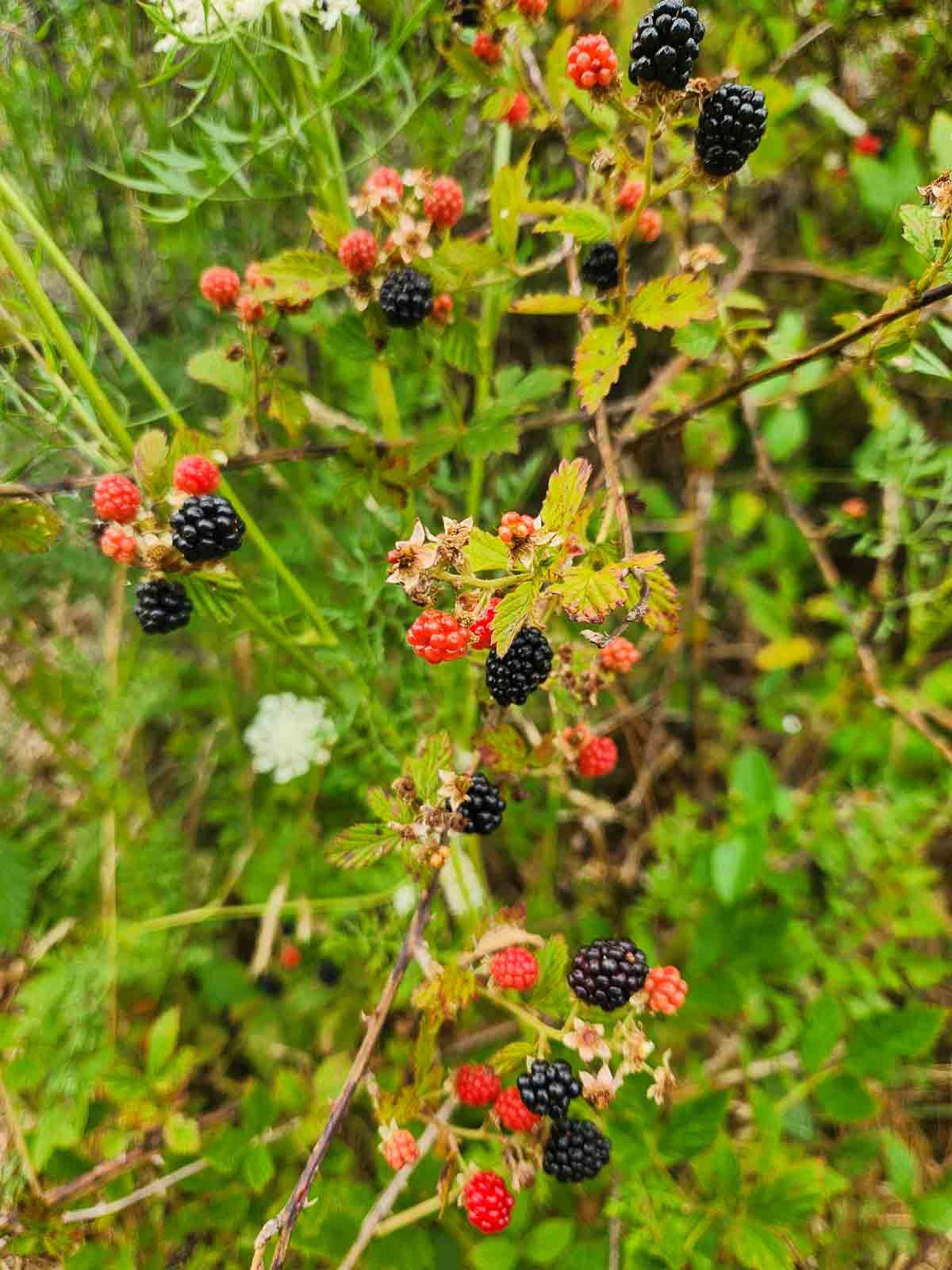 wild blackberries on the vine growing in the woods.