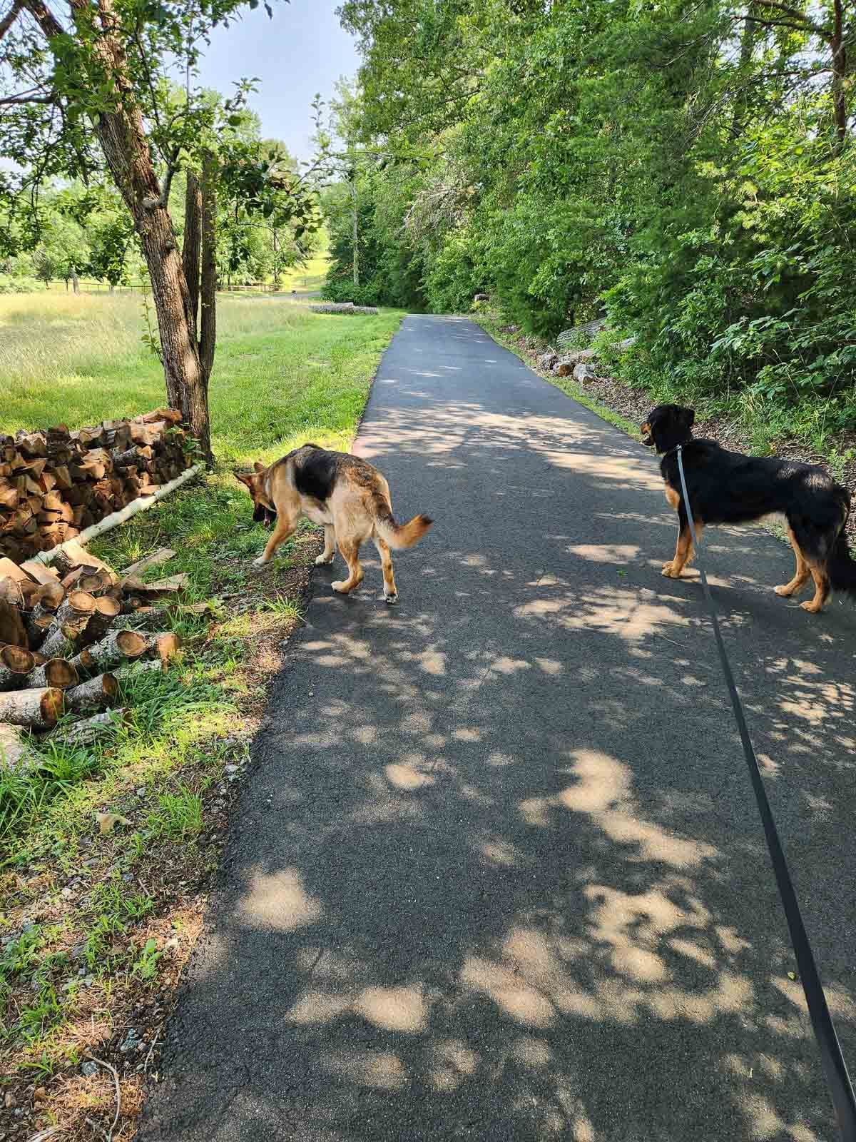 two dogs on a walk with one on leash and the other free.