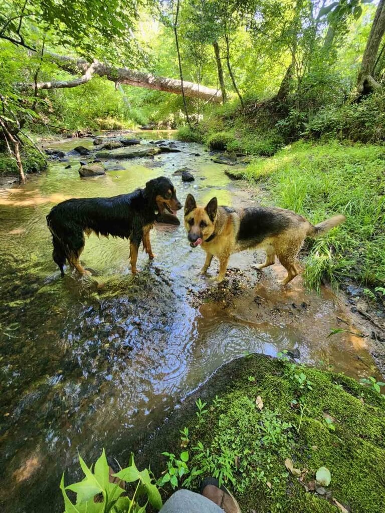 two dogs playing in a creek.
