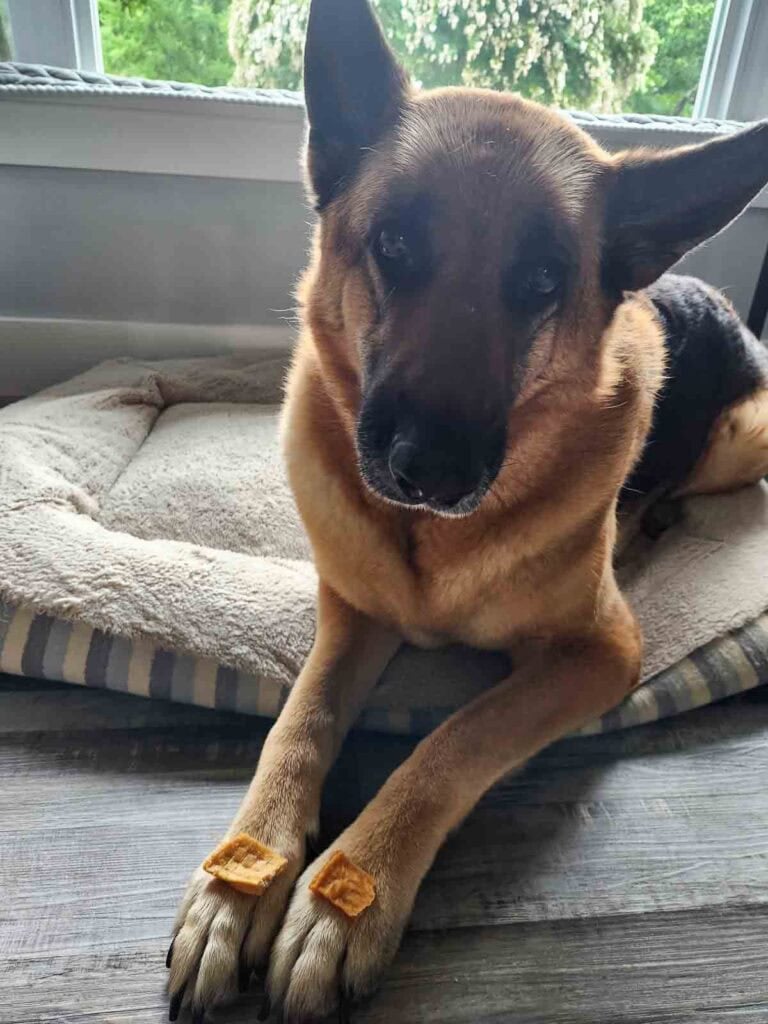 my dog marley waiting patiently with treats on her paws for the okay.