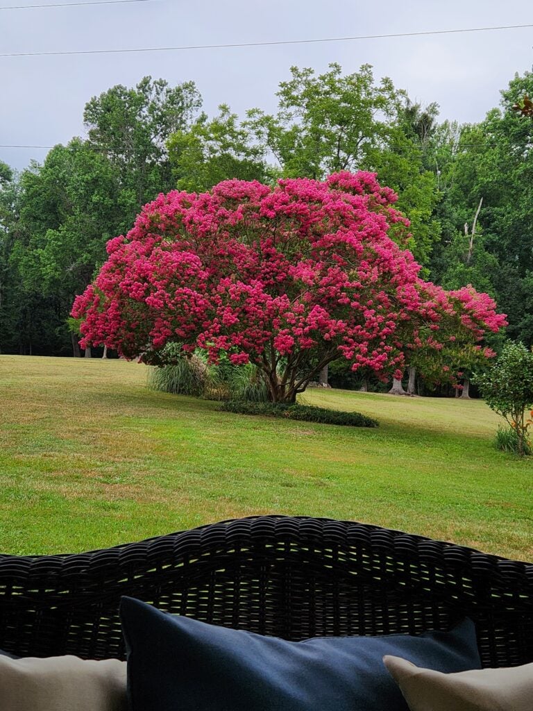 deep fushia crape myrle tree in full bloom.