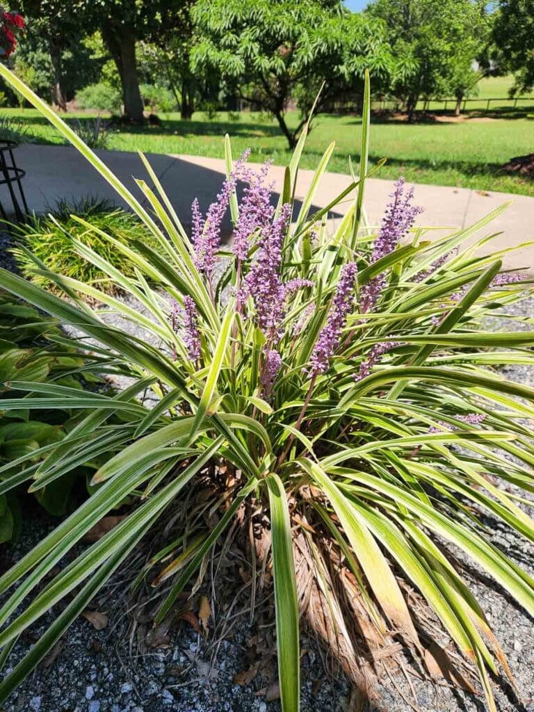 monkey grass blooming with purple flowers in late summer.