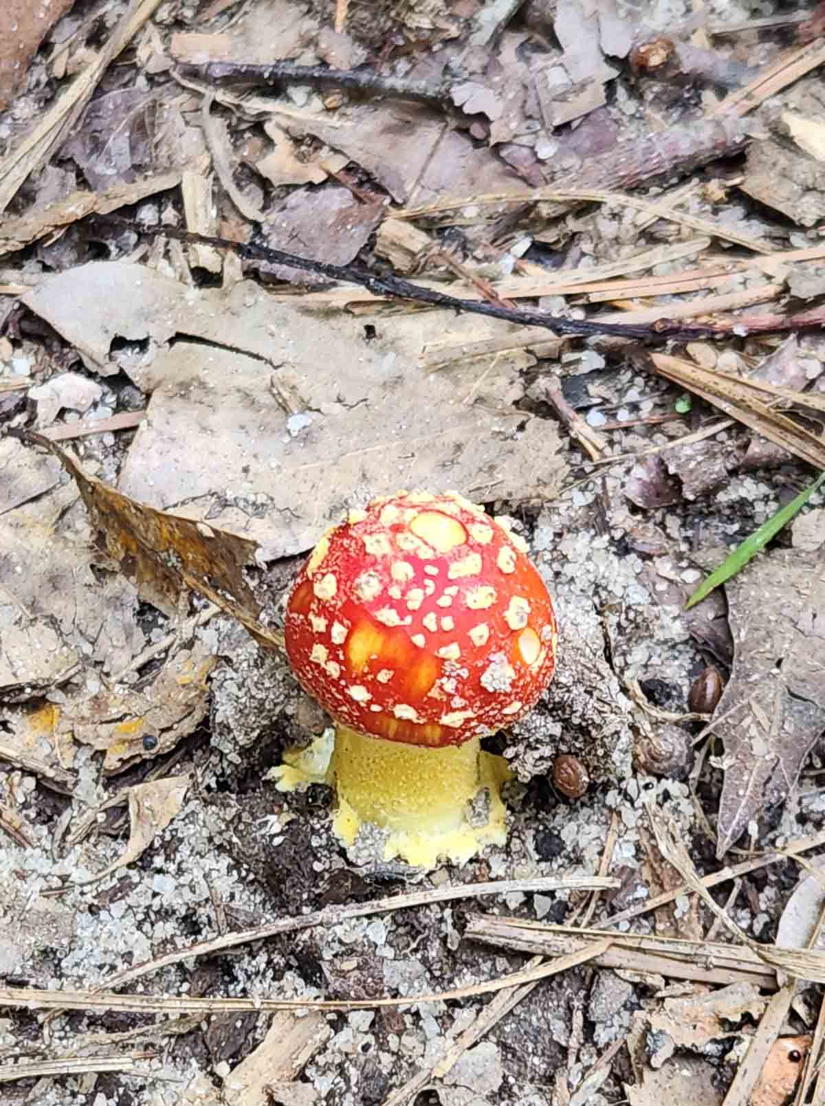 red and yellow mushroom on a trail in the woods.