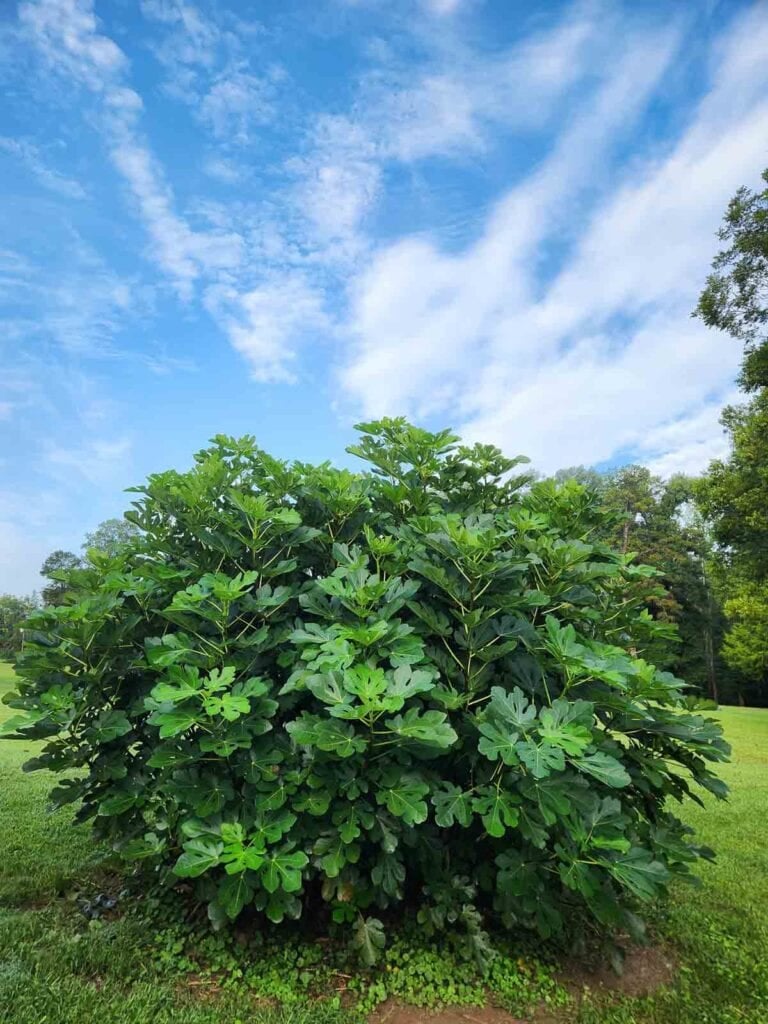 green fig tree in early fall without any figs.