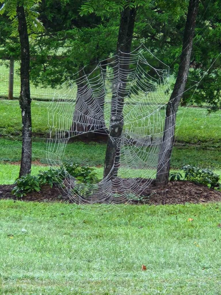 large spider web between two trees with a hole in it.