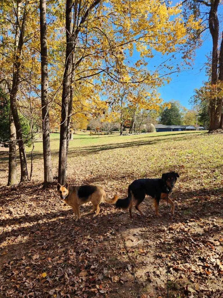two dogs on trail in the fall with colorful leaves.